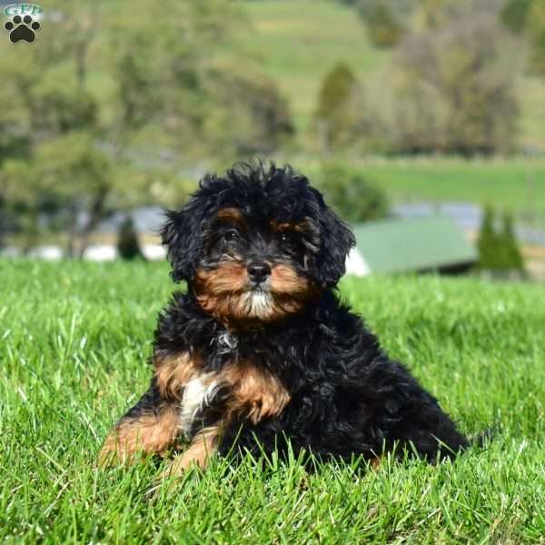 Charger, Cavapoo Puppy