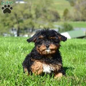 Charger, Cavapoo Puppy