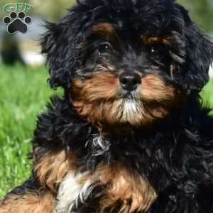 Charger, Cavapoo Puppy