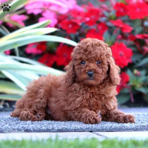 Charity, Miniature Poodle Puppy