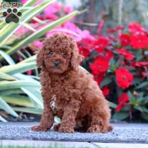 Charity, Miniature Poodle Puppy