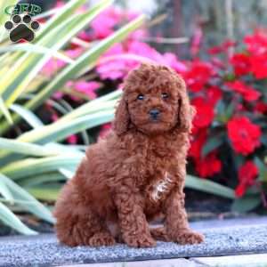 Charity, Miniature Poodle Puppy
