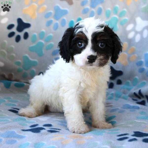 Charity, Cavapoo Puppy