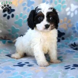 Charity, Cavapoo Puppy