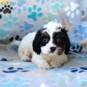 Charity, Cavapoo Puppy
