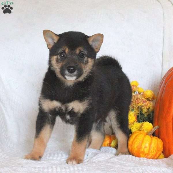 Charlie, Shiba Inu Puppy