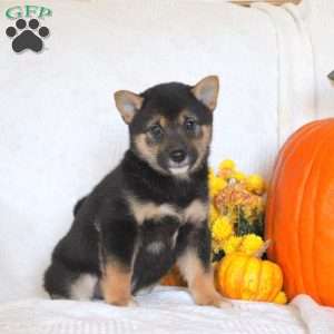 Charlie, Shiba Inu Puppy