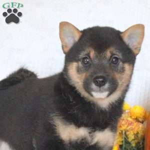 Charlie, Shiba Inu Puppy