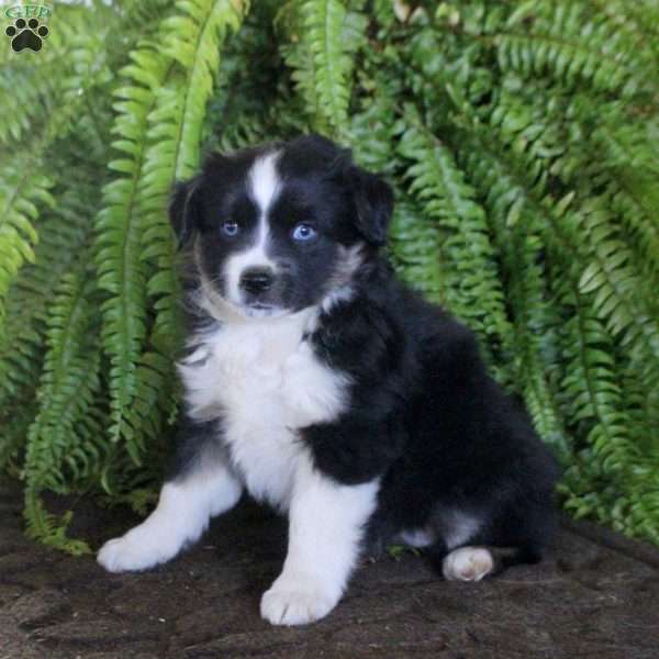 Charlotte, Miniature Australian Shepherd Puppy