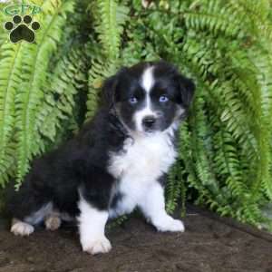 Charlotte, Miniature Australian Shepherd Puppy