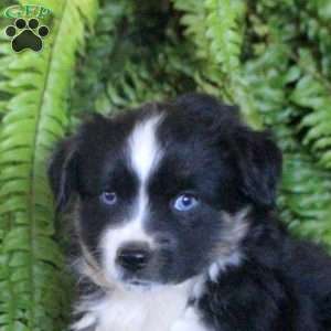 Charlotte, Miniature Australian Shepherd Puppy