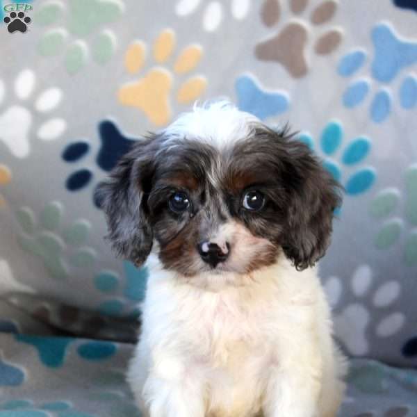 Charlotte, Cavapoo Puppy