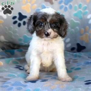 Charlotte, Cavapoo Puppy