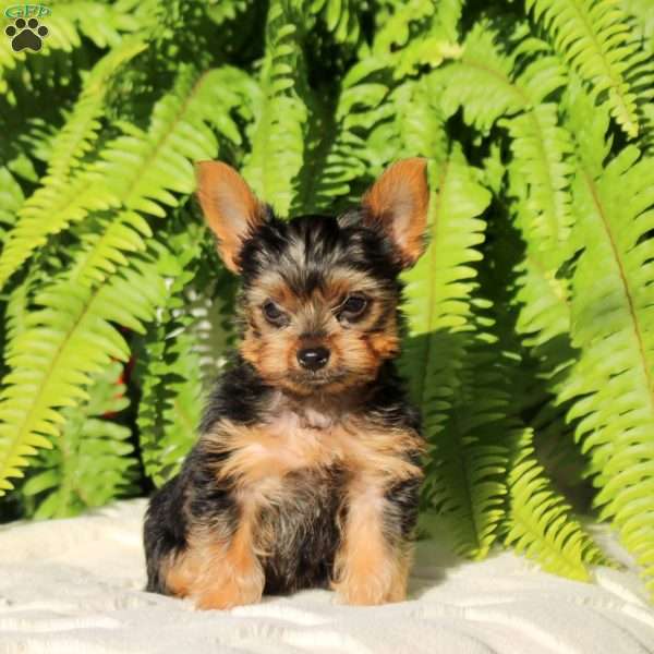 Chase, Yorkie Puppy