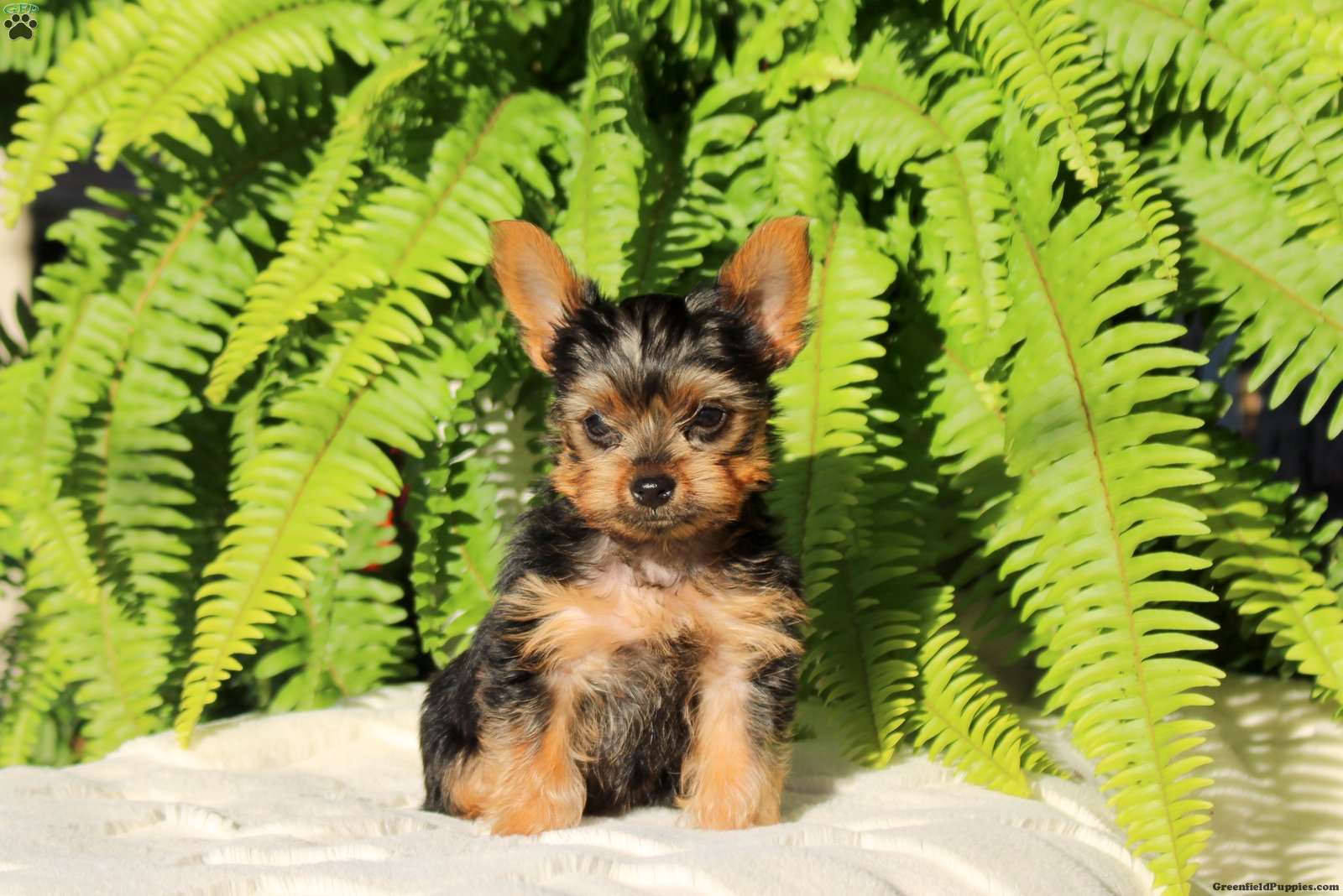 Chase (Yorkshire Terrier, Male) in Strasburg, PA