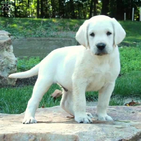 Chase, Yellow Labrador Retriever Puppy