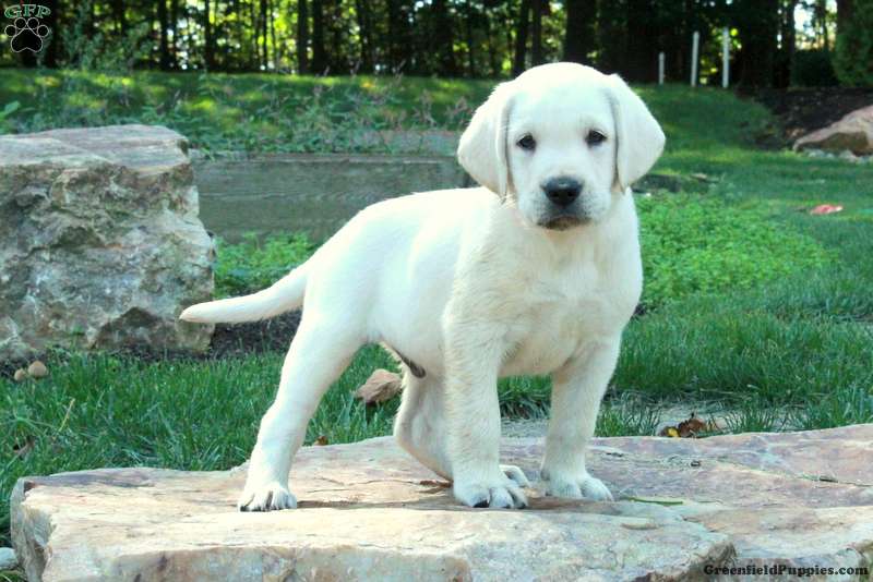 Chase (Labrador, Male) in Paradise, PA