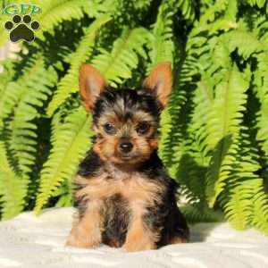 Chase, Yorkie Puppy