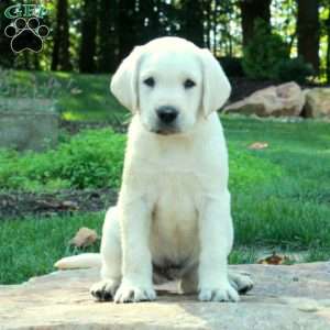 Chase, Yellow Labrador Retriever Puppy