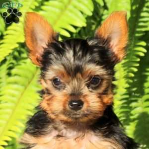 Chase, Yorkie Puppy