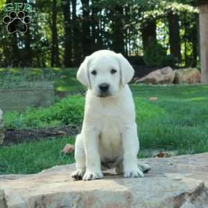 Chase, Yellow Labrador Retriever Puppy