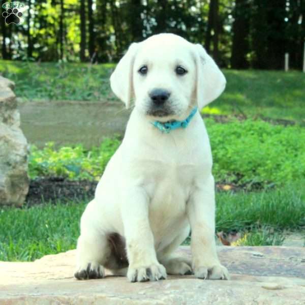 Chelsea, Yellow Labrador Retriever Puppy