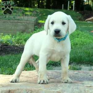 Chelsea, Yellow Labrador Retriever Puppy