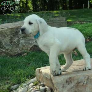 Chelsea, Yellow Labrador Retriever Puppy