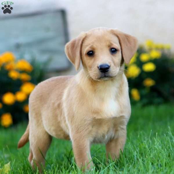 Chelsea, Fox Red Labrador Retriever Puppy