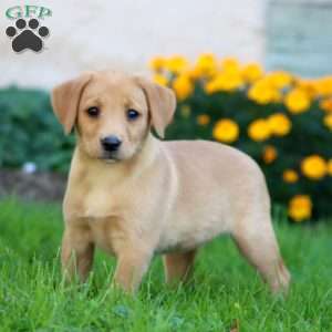 Chelsea, Fox Red Labrador Retriever Puppy