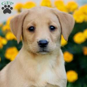 Chelsea, Fox Red Labrador Retriever Puppy