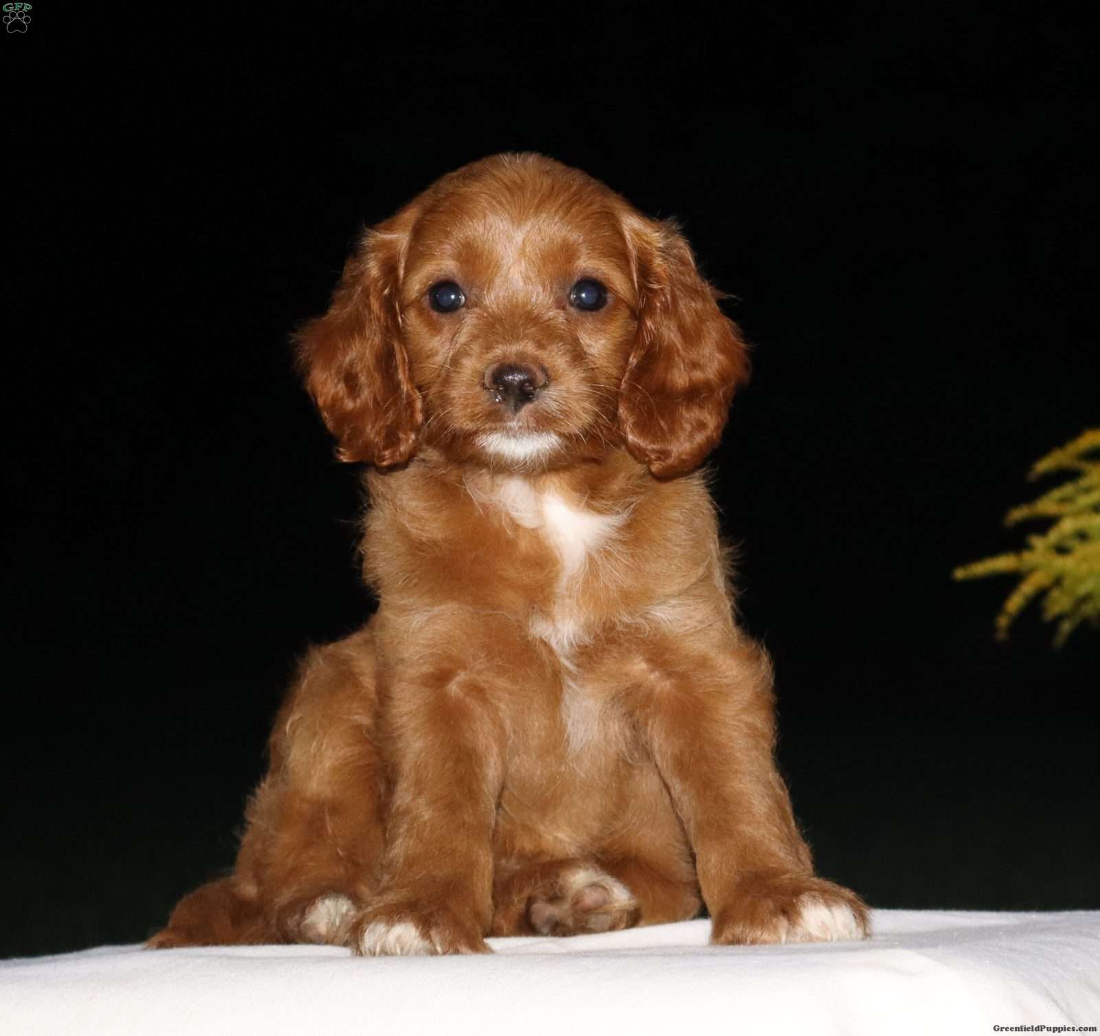 Chelsie (Cockapoo, Female) in Myerstown, PA