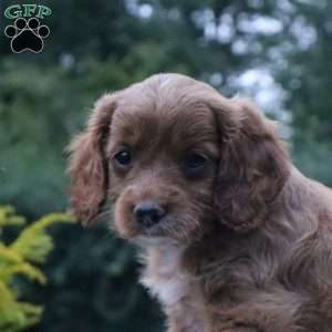 Chelsie, Cockapoo Puppy