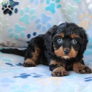 Cherish, Cavapoo Puppy