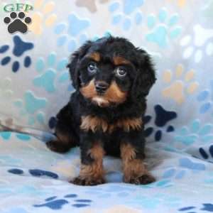 Cherish, Cavapoo Puppy