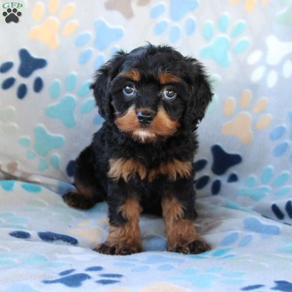 Cherish, Cavapoo Puppy