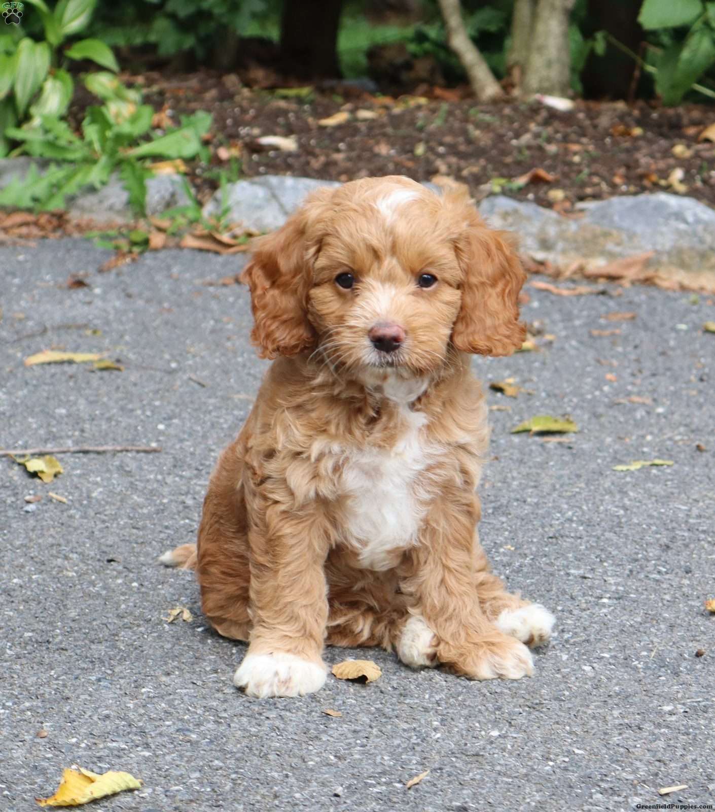 Cherrie (Cockapoo, Female) in Myerstown, PA