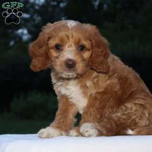 Cherrie, Cockapoo Puppy