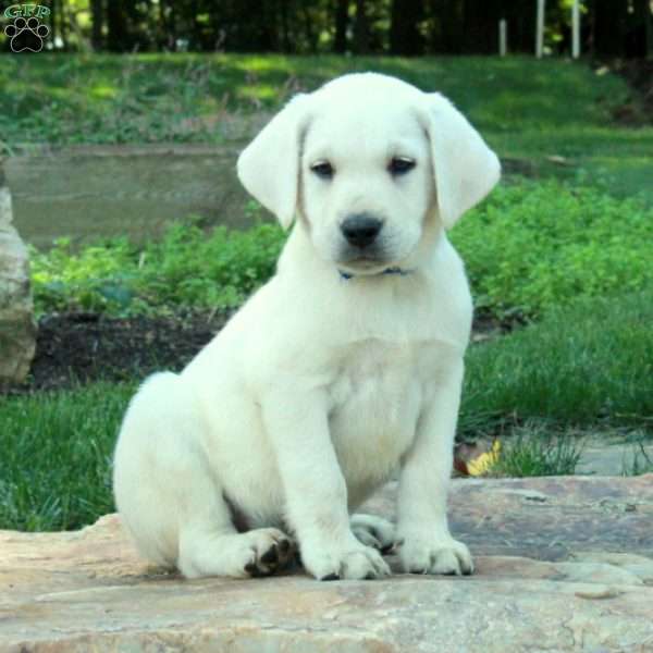 Chester, Yellow Labrador Retriever Puppy