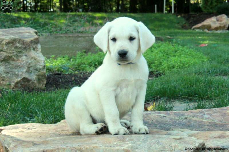 Chester (Labrador, Male) in Paradise, PA