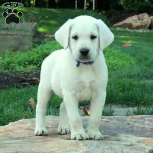 Chester, Yellow Labrador Retriever Puppy