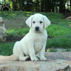 Chester, Yellow Labrador Retriever Puppy