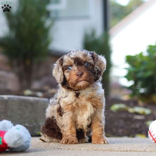 Chestnut, Cavapoo Puppy