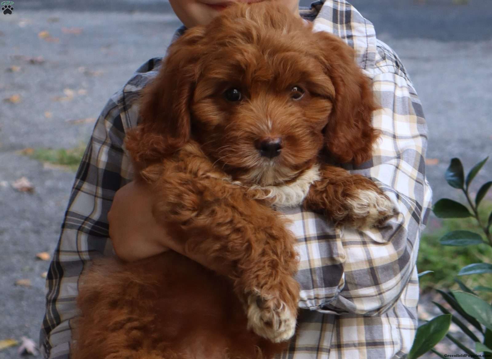 Chet (Cockapoo, Male) in Myerstown, PA