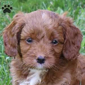 Chet, Cockapoo Puppy