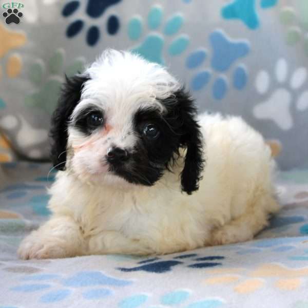 Cheyenne, Cavapoo Puppy