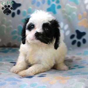 Cheyenne, Cavapoo Puppy