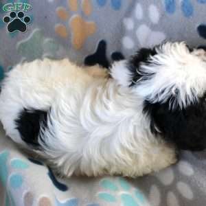 Cheyenne, Cavapoo Puppy