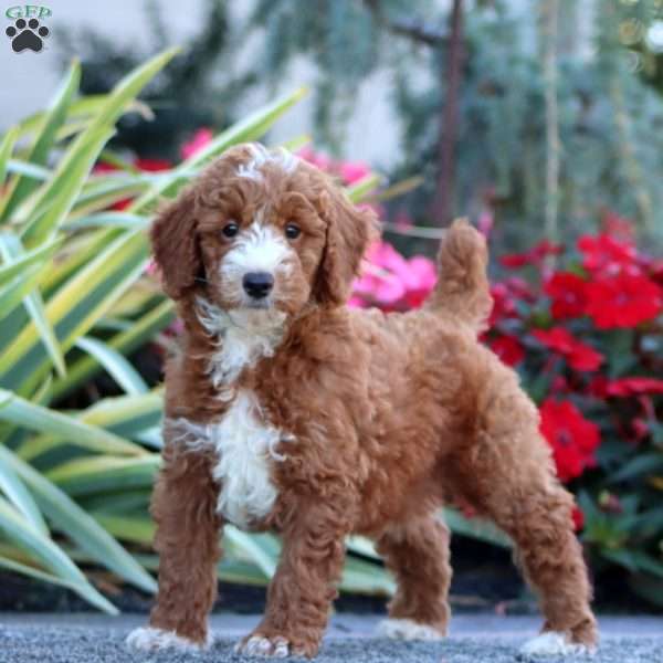 Chico, Miniature Poodle Puppy