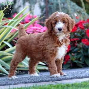 Chico, Miniature Poodle Puppy
